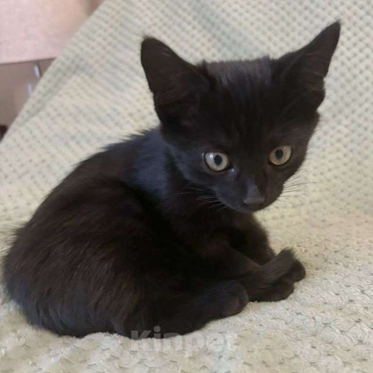 Кошки в Москве: Черный котенок в добрые руки Мальчик, Бесплатно - фото 2