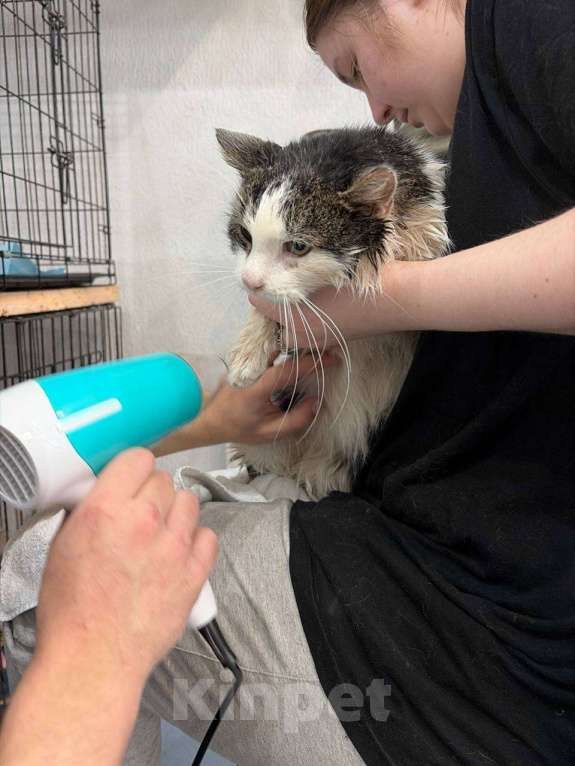 Кошки в Мурином: Кот-джентельмен, двухцветный, взрослый, ищет дом. Мальчик, Бесплатно - фото 4