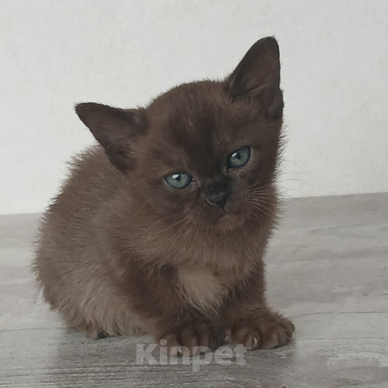 Кошки в других городах Ленинградской области: Бурманский котёнок Девочка, 35 000 руб. - фото 2