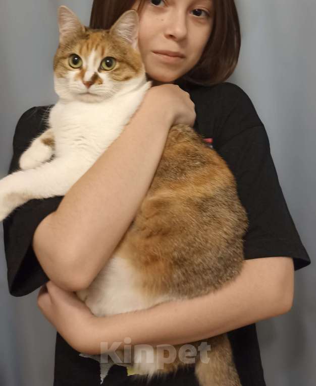 Кошки в Москве: Молодая кошечка Лана Девочка, Бесплатно - фото 4