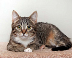 Кошки в Калуге: Муся — полосатый колобочек. Котенок в добрые руки. Девочка, Бесплатно - фото 3