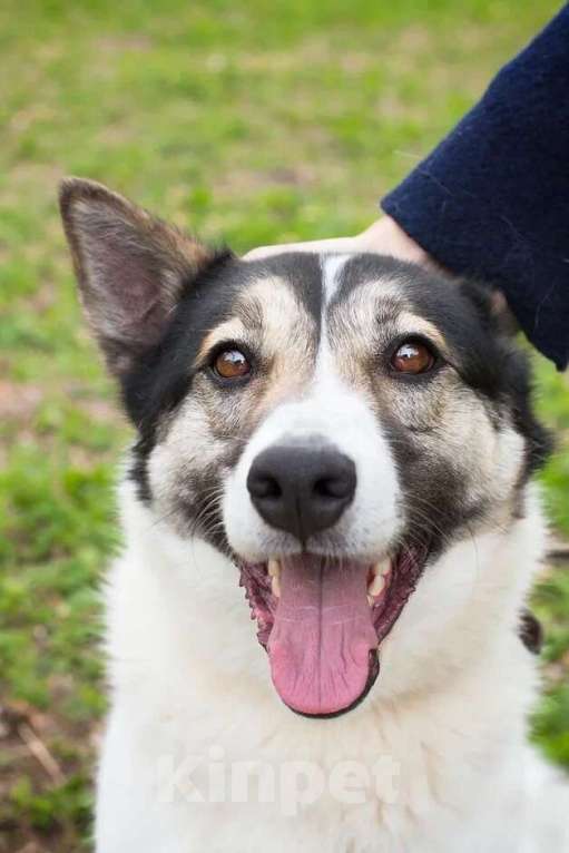 Собаки в Москве: Аша, идеальная собака из приюта Девочка, Бесплатно - фото 2