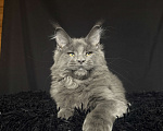 Кошки в Москве: Мейн-кун котенок Мальчик, Бесплатно - фото 6