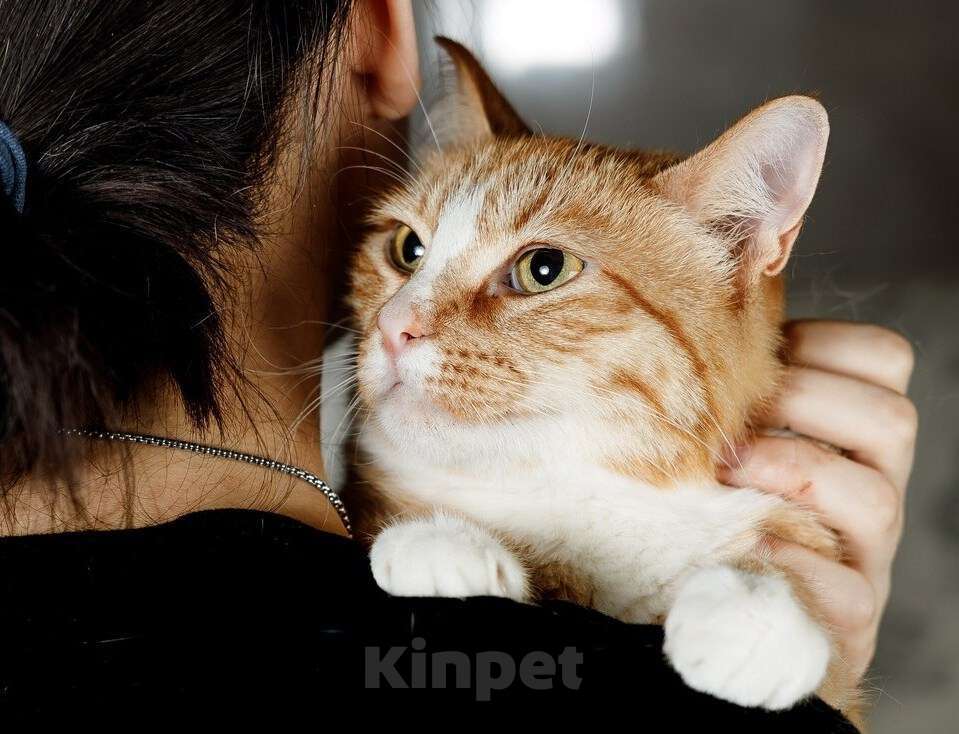 Кошки в Москве: Встречайте – Шани, ваша будущая карамелька счастья! Девочка, 1 руб. - фото 4