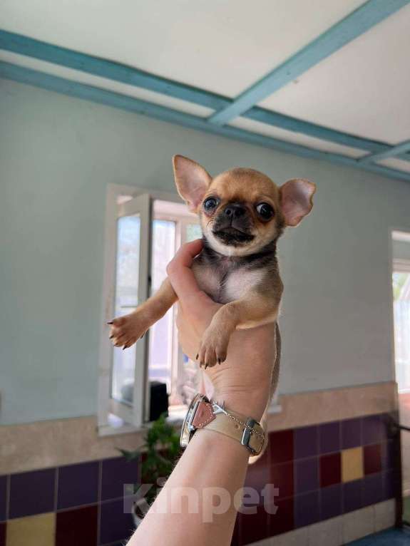Собаки в Тюмени: Чихуахуа  Мальчик, 20 000 руб. - фото 5