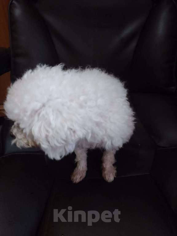 Собаки в других городах Московской области: той пудель, взрослый пёс Мальчик, 12 000 руб. - фото 6