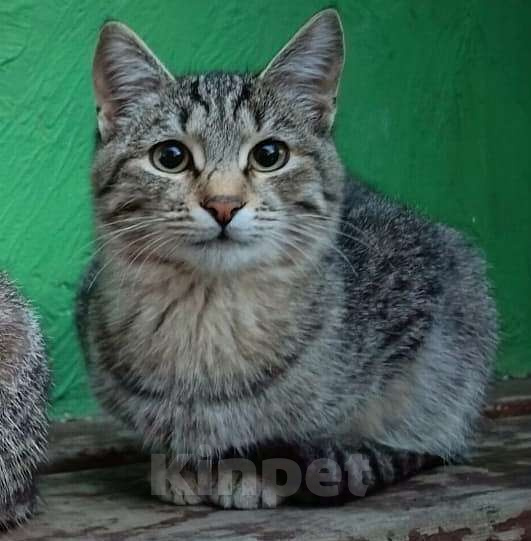 Кошки в других городах Башкортостана: Активный которебенок в поиске преданных хозяев Мальчик, 500 руб. - фото 3