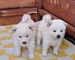 Собаки в Москве: Белые Сиба ину. Ми-ми-мишки. Мальчик, 60 000 руб. - фото 4