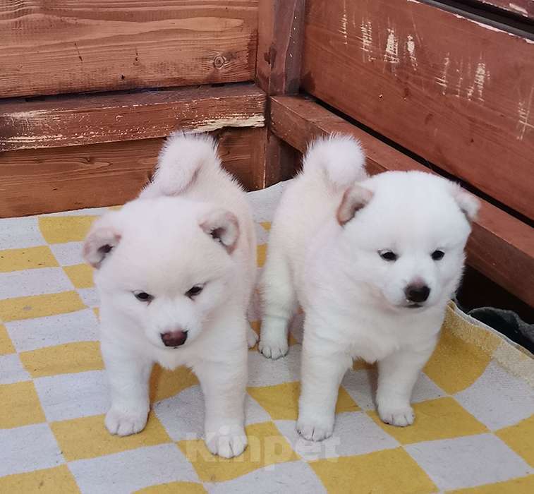 Собаки в Москве: Белые Сиба ину. Ми-ми-мишки. Мальчик, 60 000 руб. - фото 4