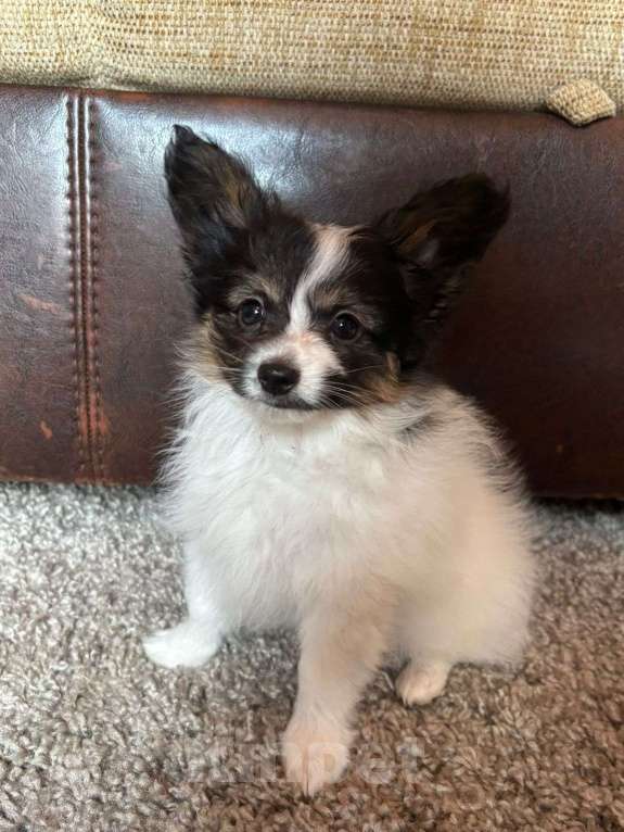 Собаки в Котельнике: щенки папийона (Кай) Мальчик, Бесплатно - фото 2