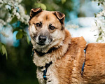 Собаки в Москве: Шамуб ищет дом Мальчик, Бесплатно - фото 6