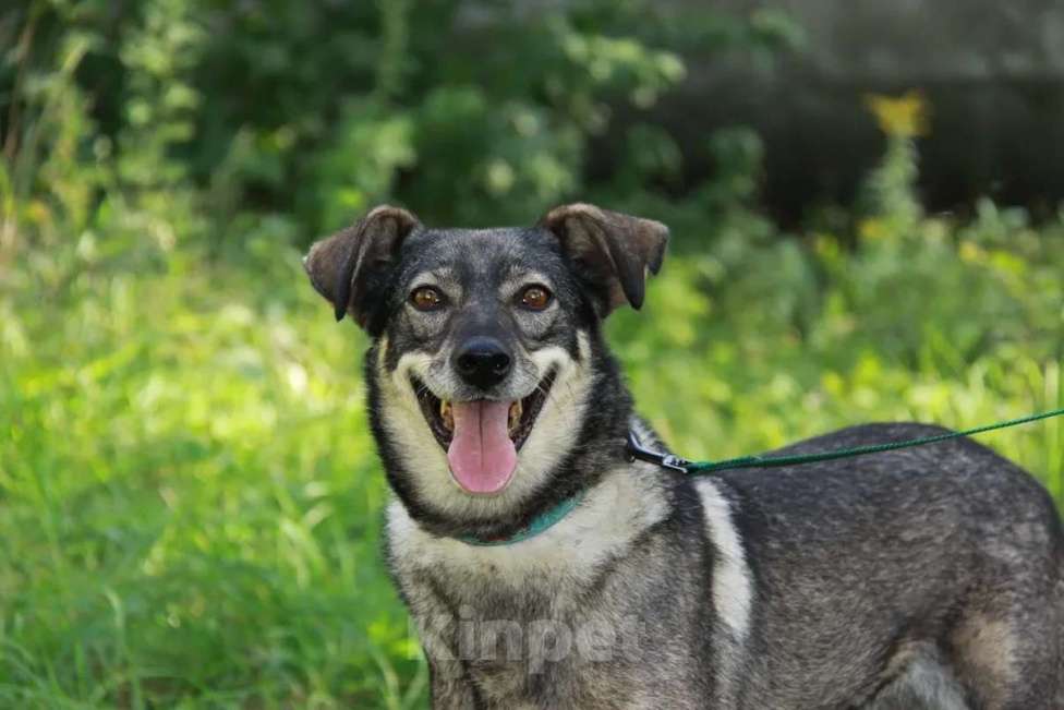 Собаки в Москве: Хильда Девочка, Бесплатно - фото 7