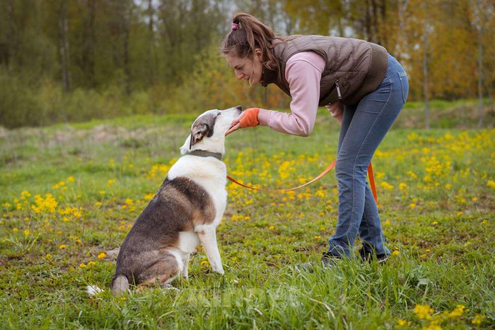 Собаки в Москве: Ласковая девочка в добрые руки. Собака из приюта ищет дом Девочка, Бесплатно - фото 5