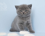 Кошки в Москве: Голубой британский котенок Мальчик, Бесплатно - фото 1