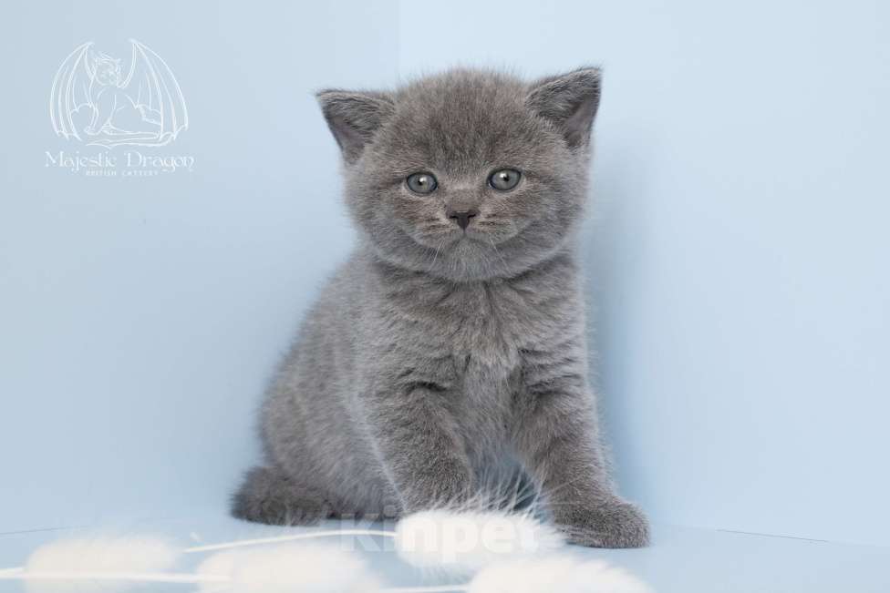 Кошки в Москве: Голубой британский котенок Мальчик, Бесплатно - фото 1