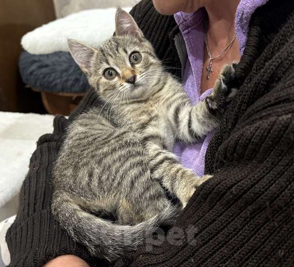 Кошки в Москве: Микки-котенок мечты для вашей семьи! Мальчик, Бесплатно - фото 6
