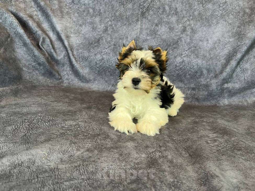 Собаки в Вологде: Очень красивый щенок бивер терьера VELVET ICE CREAM. Перспективный для выставок и разведения. Мальчик, 85 000 руб. - фото 4