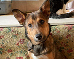 Собаки в Клине: Aктивнaя, здоpовая девочка Тайрa в добpые pуки! Девочка, Бесплатно - фото 4