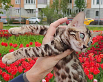 Кошки в Москве: Бенгальский мальчик Ф2  Мальчик, 25 000 руб. - фото 2