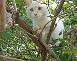 Кошки в Белебее: Пропал кот(почти год), жил в деревне Екатериновка( Башкирия)  Мальчик, Бесплатно - фото 2