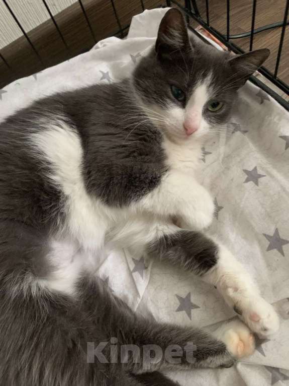 Кошки в Москве: Маленькая нежная кошка ищет дом Девочка, Бесплатно - фото 4