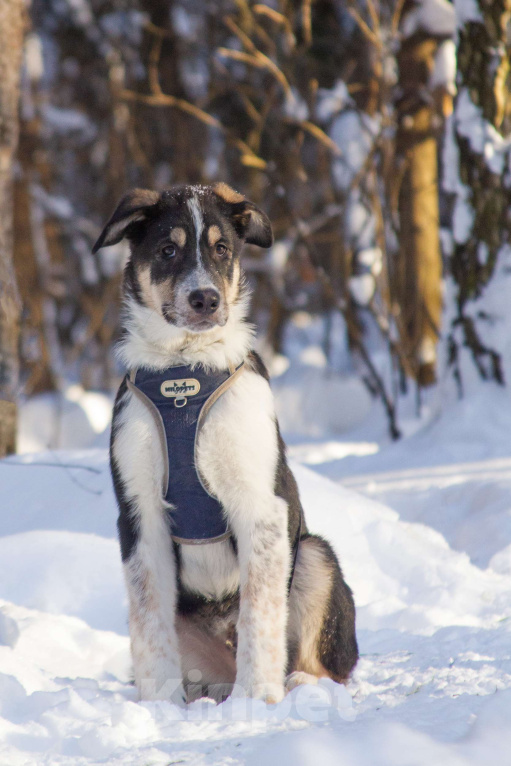 Собаки в Москве: Щенок Алабая в добрые руки  Мальчик, Бесплатно - фото 5