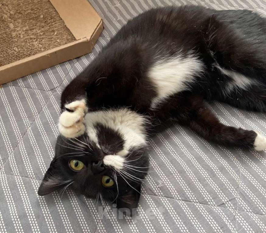 Кошки в Москве: Маркизный ласковый кот Орешек в добрые руки Мальчик, Бесплатно - фото 6