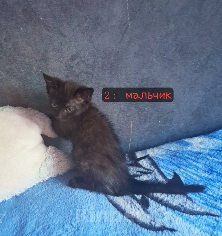 Кошки в Липецке: Отдам в добрые руки красивых котят!) Девочка, Бесплатно - фото 3