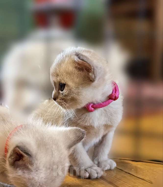 Кошки в Москве: Котята европейской бурмы. Мальчик, 40 000 руб. - фото 4