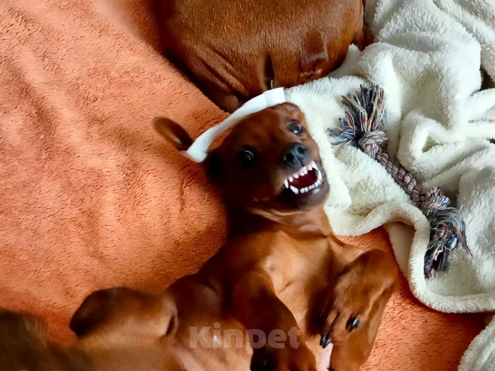 Собаки в Москве: Очаровательная девочка цвергпинчер Девочка, 50 000 руб. - фото 2