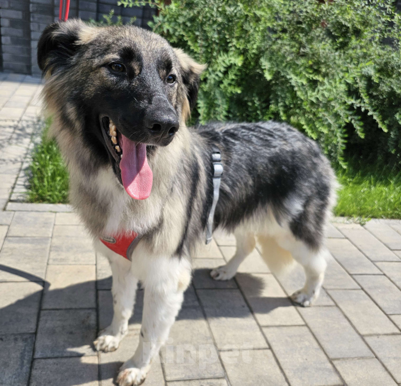 Собаки в Москве: Дейзи Девочка, Бесплатно - фото 4