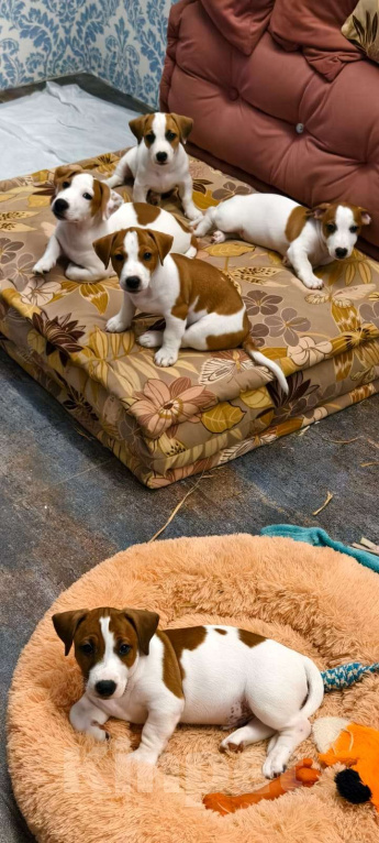 Собаки в Москве: Винни Мальчик, 80 000 руб. - фото 2