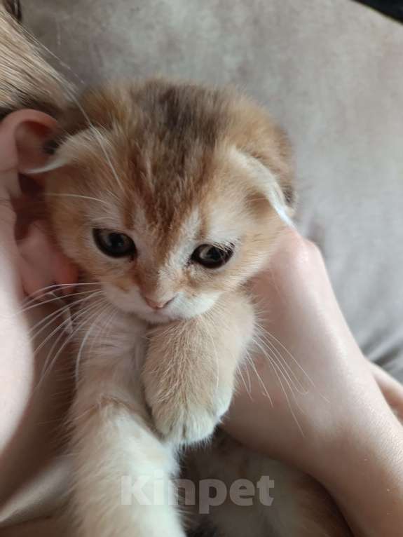 Кошки в Екатеринбурге: Вислоухий мальчик окрас ny11 Мальчик, 16 000 руб. - фото 8