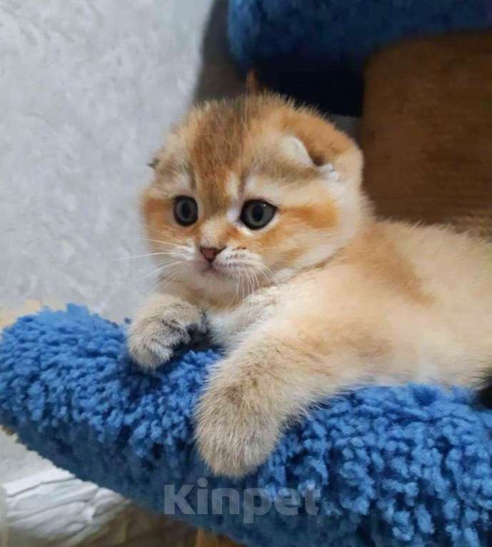 Кошки в Москве: Шотландские котята Девочка, 35 000 руб. - фото 4