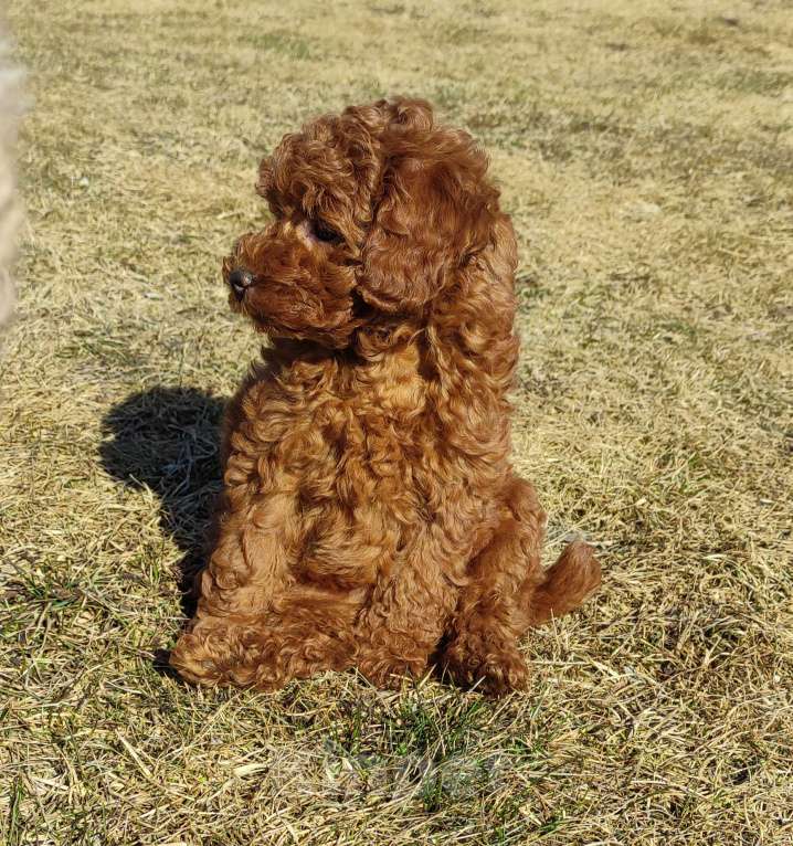 Собаки в Екатеринбурге: Щенки Той пуделя ред браун разнополве Разнополые, 70 000 руб. - фото 5