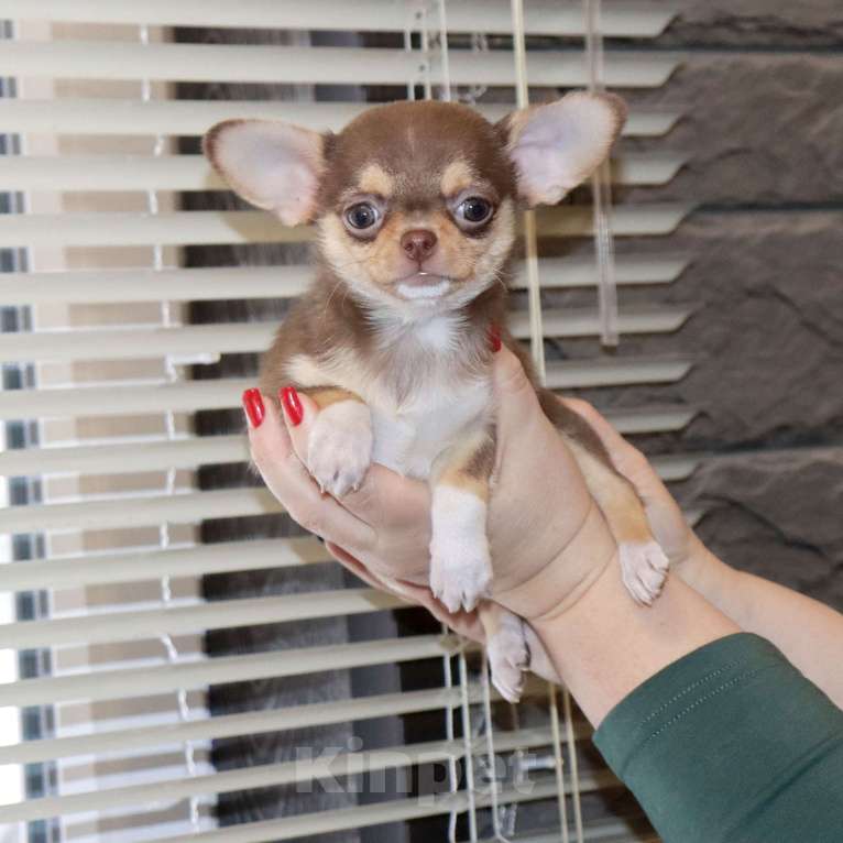 Собаки в Москве: 👍Шоколадная курносая чихуахуа Девочка, 85 000 руб. - фото 1