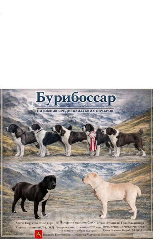 Собаки в Костерево: Щенок алабая кобель от чемпионов Мальчик, 55 000 руб. - фото 10