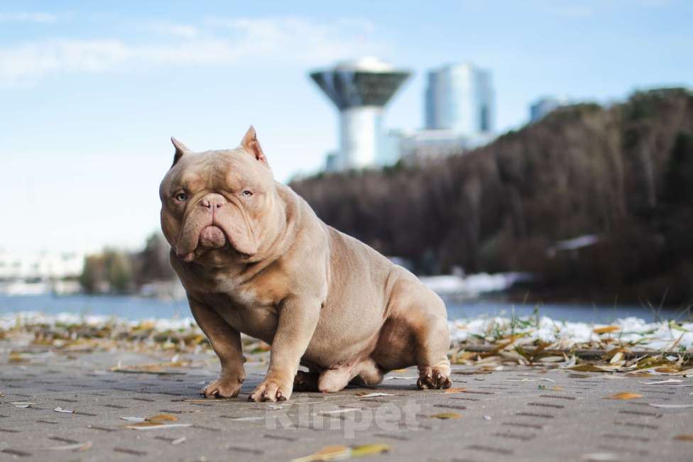 Собаки в Красногорске: премиум американский булли для вязки Мальчик, 90 000 руб. - фото 2