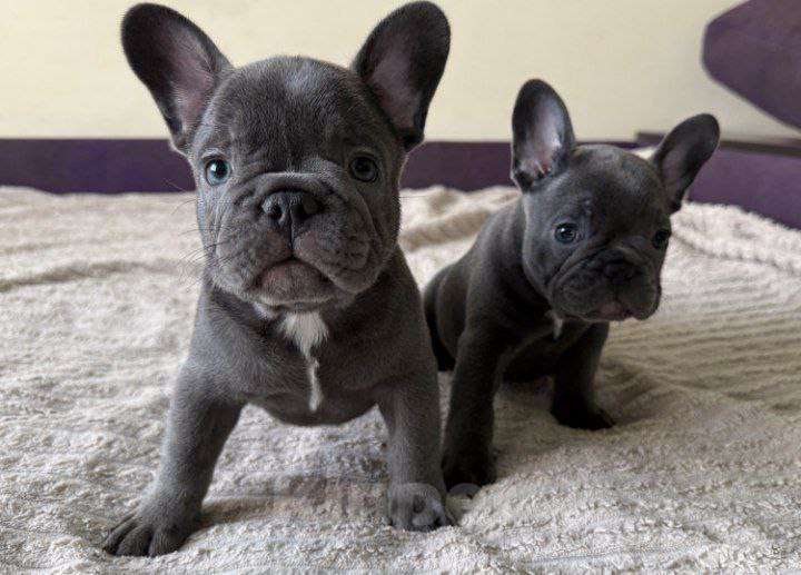 Собаки в Пскове: французский бульдог 3 месяца  Мальчик, 19 000 руб. - фото 2