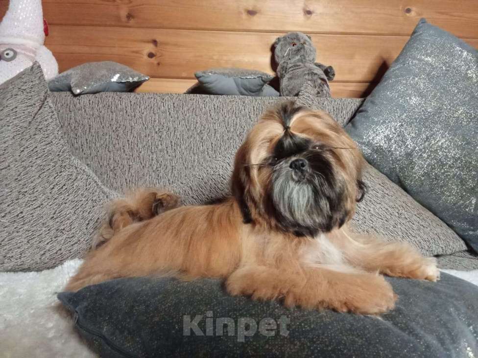 Собаки в Сергиеве Посаде: Щенок Ши-тцу из питомника. Девочка. Золотая продается Девочка, 65 000 руб. - фото 4