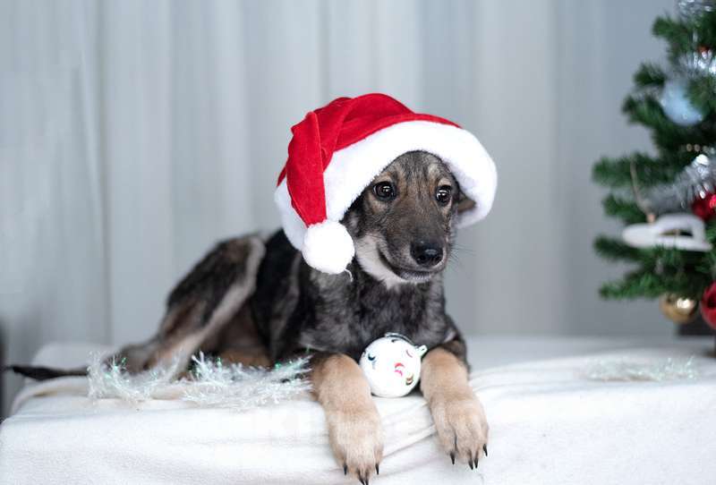 Собаки в Москве: Щенки метисы овчарки в добрые руки Мальчик, Бесплатно - фото 10