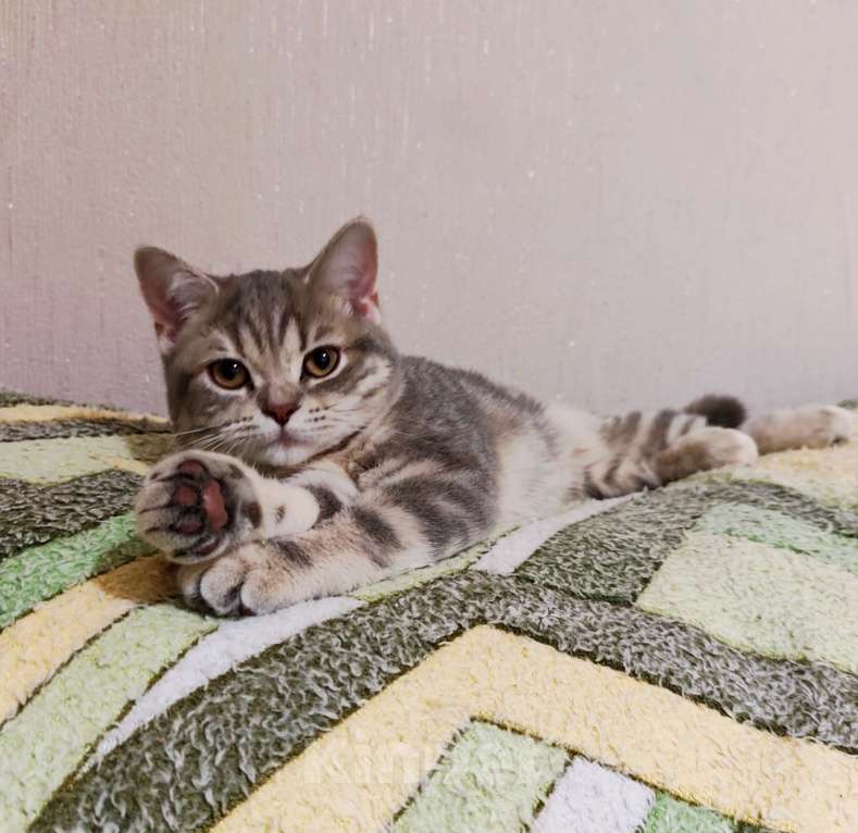 Кошки в Санкт-Петербурге: Ласковая шотландская малышка Девочка, Бесплатно - фото 1