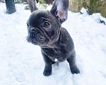 Собаки в других городах Краснодарского края: Французский бульдог в голубом окрасе Мальчик, 35 000 руб. - фото 7