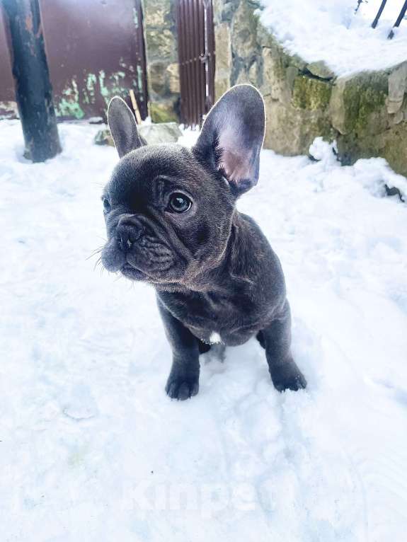 Собаки в других городах Краснодарского края: Французский бульдог в голубом окрасе Мальчик, 35 000 руб. - фото 7