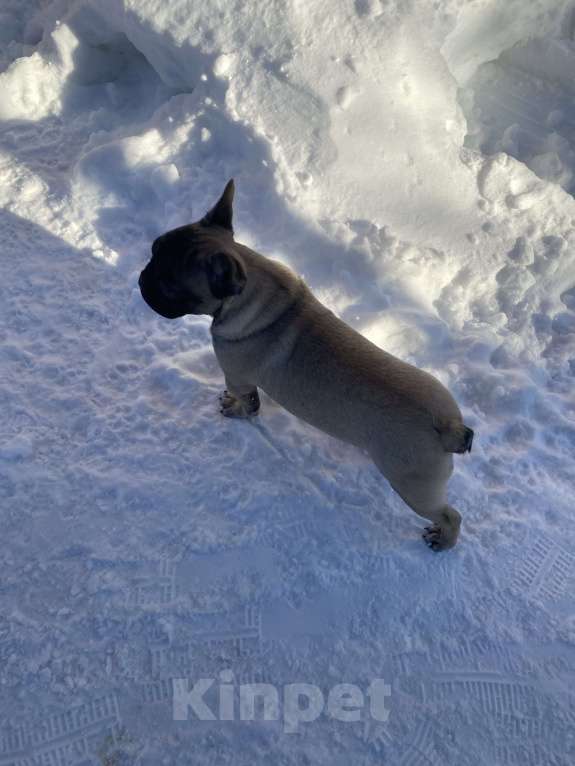 Собаки в Санкт-Петербурге: Шикарный мальчик французского бульдога Мальчик, 45 000 руб. - фото 8