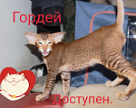 Кошки в Томске: Ориентальные котята Мальчик, 55 000 руб. - фото 4