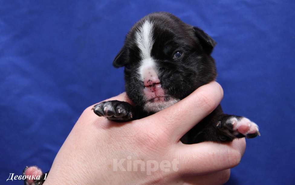Собаки в Саратове: Щенок Немецкого боксера (девочка) Девочка, Бесплатно - фото 3