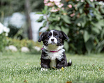 Собаки в Москве: Триколорная девчонка Девочка, 60 000 руб. - фото 1
