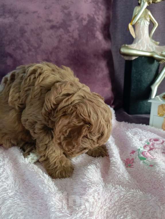 Собаки в Симферополе: Продам щенков кавапу Девочка, 90 000 руб. - фото 3