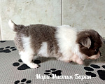 Собаки в Санкт-Петербурге: Барин бело лиловый длинношерстный мини чихуахуа Мальчик, 35 000 руб. - фото 2